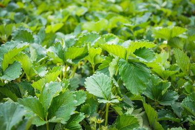 Full frame shot of plants growing on field