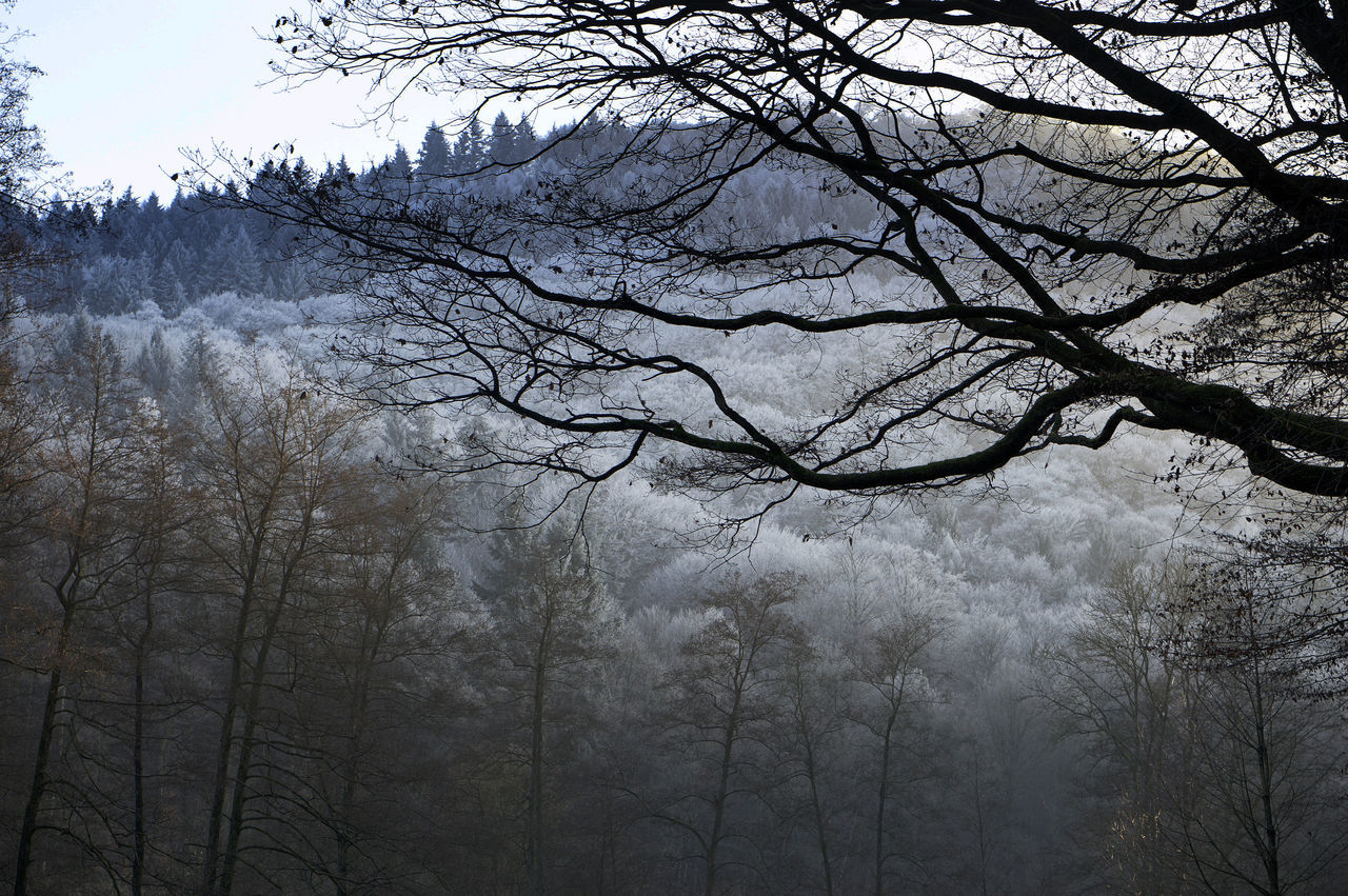 First Snow Bare Tree Beauty In Nature Branch Day Forest Low Angle View Nature No People Outdoors Scenics Sky Tranquility Tree Winter Shades Of Winter