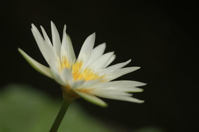 Close-up of white flower against black background