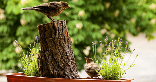 Bird perching on wooden post