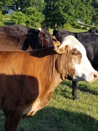 Cows in a field