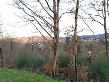 Bare trees on field against sky