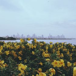 Close-up of yellow flowers