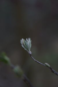 Close-up of flowering plant