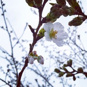 Low angle view of apple blossoms in spring