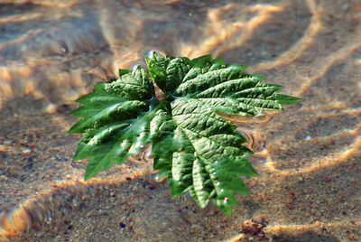 High angle view of plant