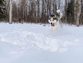 A siberian husky jumping through the snos