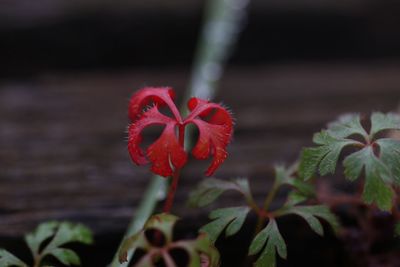 Close-up of red flowers