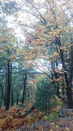 Trees in forest during autumn