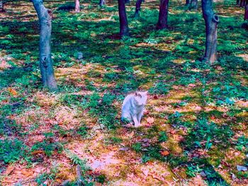 Cat sitting in a field