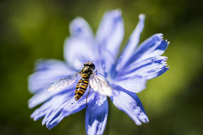 Close-up of insect on purple flower