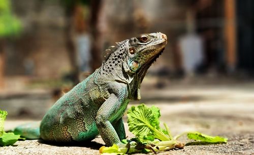 Close-up of iguana