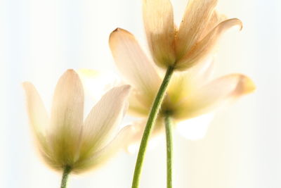 Close-up of flowering plant against white background