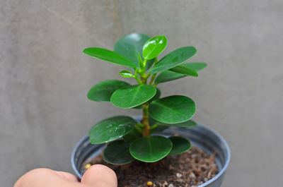 Close-up of hand holding plant