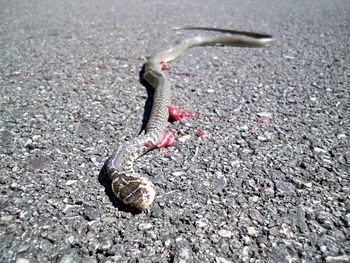 High angle view of snake on street