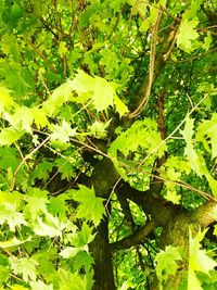 Close-up of tree in forest