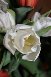 Close-up of white rose