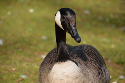 Close-up of greylag goose on field