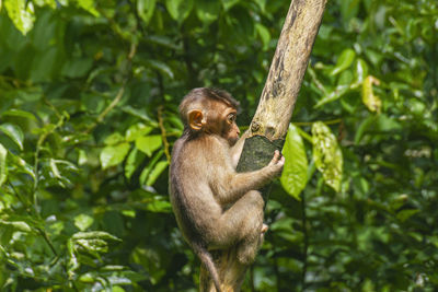 A sad looking juvenile pig-tailed macaque in the borneo rainforest of sepilok in sabah, malaysia.