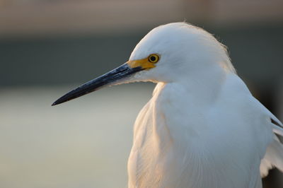 Close-up of little egret