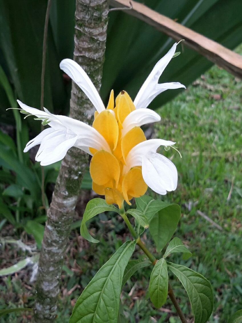 CLOSE-UP OF YELLOW FLOWERS