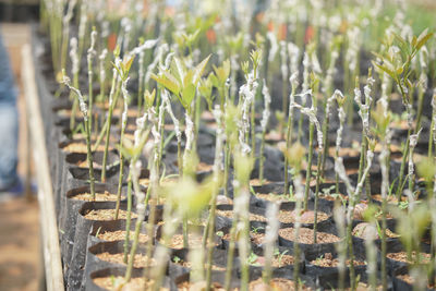 Close-up of plants growing on field