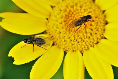 Close-up of bee on yellow flower