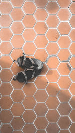 Full frame shot of lizard on wall