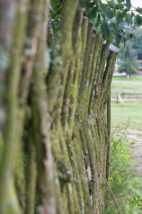 Close-up of tree trunk on field