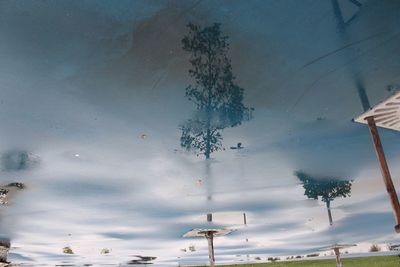 Low angle view of plants against sky