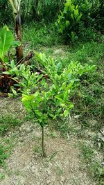 Plants growing in garden