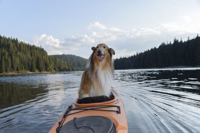 Dog on a lake