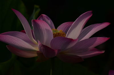 Close-up of pink flower