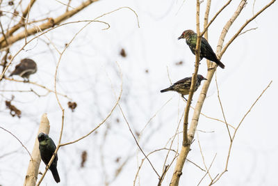 Low angle view of birds perching on branch