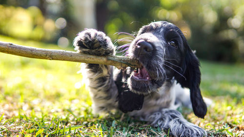 Close-up of a dog on field