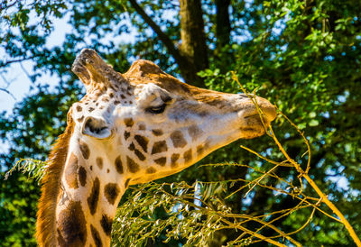 Close-up of giraffe against trees