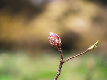 Close-up of flower buds