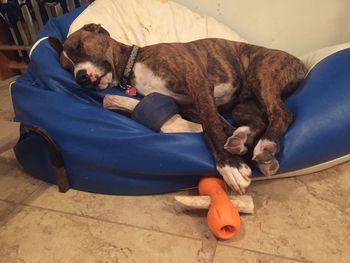 Dog sleeping on chair