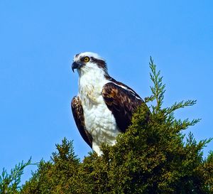 Low angle view of eagle perching on branch