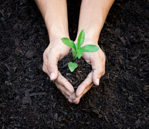 Cropped hands of person holding plant on field