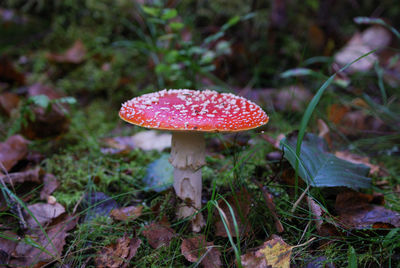 Close-up of fly agaric mushroom on field