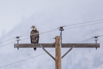 Low angle view of bird perching on electricity pylon against sky