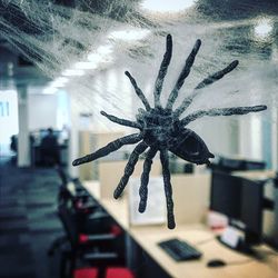 Close-up of spider on glass window