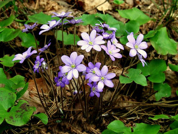 Close-up of purple flowers