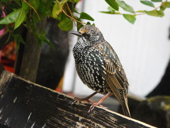 Close-up of bird perching on wall