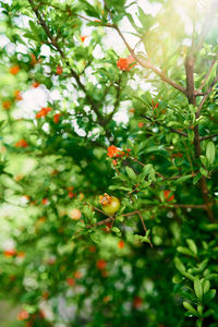 Low angle view of berries on tree