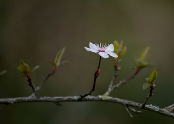 Close-up of white flowering plant