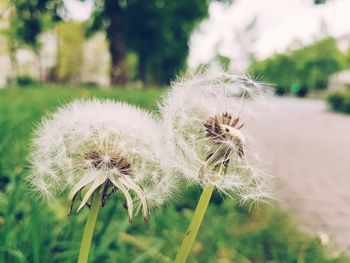 Close-up of dandelion