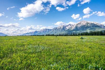 Scenic view of field against sky