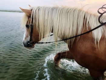 View of horse in water